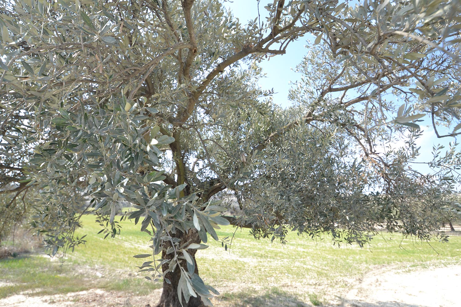 olives_02